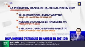 "On ne sait plus comment se positionner": le nombre d'attaques de loups en hausse en 2021 dans les Hautes-Alpes