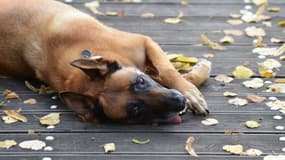 Le chien Rocky, traîné en décembre dernier par un 4x4, se remet doucement de ses blessures (photo d'illustration).