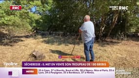 Sécheresse : un éleveur contraint de mettre en vente son troupeau de 180 brebis