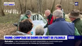 Bas-Rhin: comptage de daims en forêt de l'Illwald