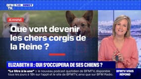 Que vont devenir les chers corgis de la reine Elizabeth II? BFMTV répond à vos questions