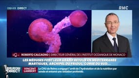 Robert Calcagno: "Il y a plus de 1000 espèces de méduses et elles sont présentes partout"