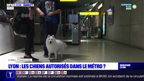 Lyon: les chiens bientôt autorisés dans le métro?