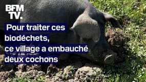 TANGUY DE BFM - Pour respecter la loi, ce village donne ses biodéchets à deux cochons
