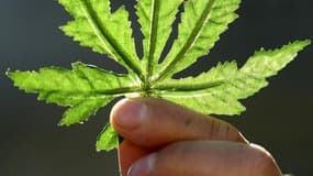 Une feuille de cannabis (illustration)