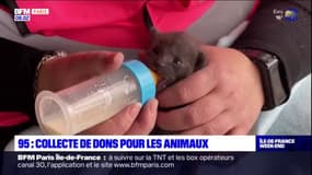 Val-d'Oise: collecte de dons pour les animaux