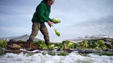 "Dans les champs, salades et radis végètent", témoigne un maraîcher de la Marne.