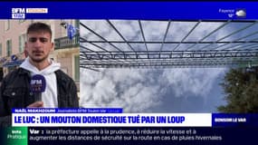 Le Luc: un mouton domestique tué par un loup, la 6e attaque dans le département en 2024