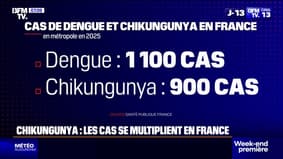Prolifération des moustiques de tigre: 1 100 cas de dengue et 900 de chikungunya identifiés en France en 2025