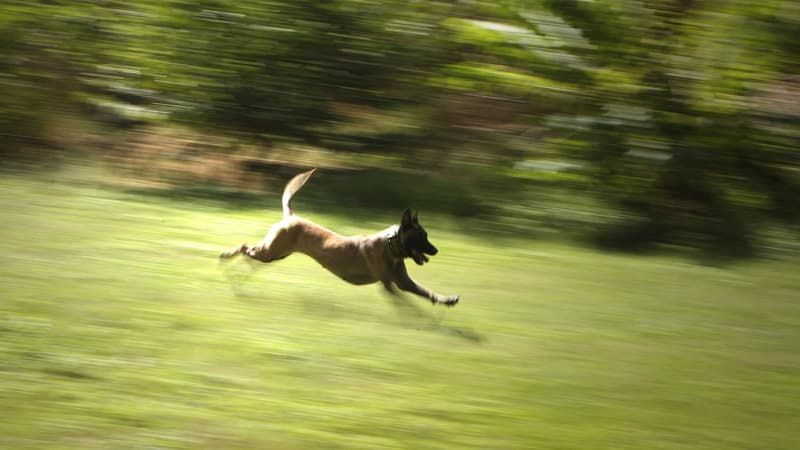 Un Dobermann court à Nahr al-Kalb, au Liban, le 27 octobre 2010 (illustration)