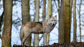 Un loup hybride, surnommé Raik, se tient dans un enclos de la réserve naturelle Worbis, en Allemagne. 
