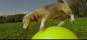 Un chien bat son record de vitesse sur ballon