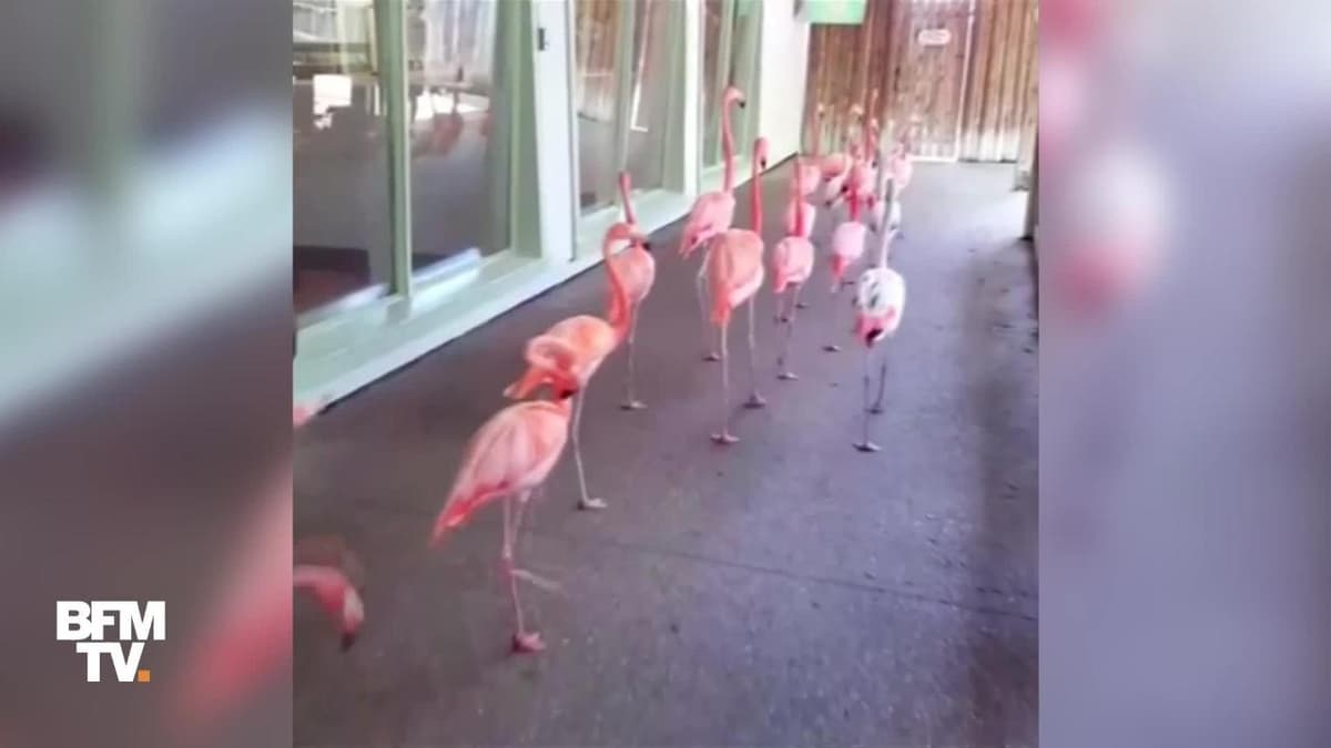 placeholder video