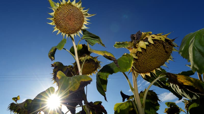 La France a connu 32 jours sans véritable pluie, nouveau record historique selon Météo-France