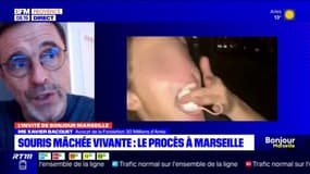 Souris mâché à Marseille: "Un acte de cruauté", dénonce l'avocat de la Fondation 30 Millons d'amis