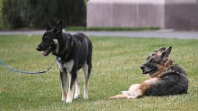 Les chiens de Joe et Jill Biden, Major (c) et Champ, le 31 mars 2021 à la Maison Blanche, à Washington