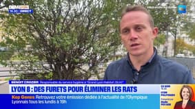 Lyon 8 : Des Furets pour éliminer les rats
