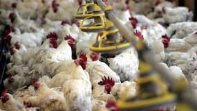 La suppression par l'Union européenne des aides à l'exportation de poulets congelés suscite un tollé en France, principal pays bénéficiaire de ces subventions jugées indispensables pour éviter la disparition d'une filière avicole fragilisée. /Photo d'arch