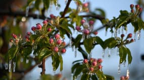 Des bourgeons sur un pommier enfermés dans de la glace après avoir été aspergés d'eau pour les protéger des températures glaciales dans un verger de Montauban, dans le sud de la France, le 4 avril 2022.