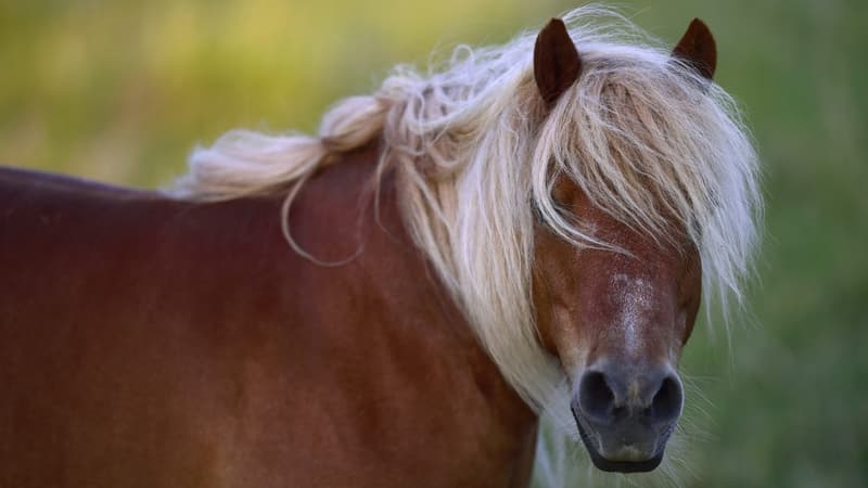 Nord-Isère: un poney retrouvé mort et mutilé à Arandon-Passins, une enquête ouverte (1/1)