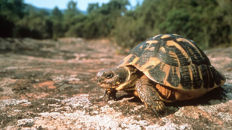 Une tortue d'Hermann à Gonfaron, dans le Var