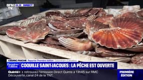 Coquilles Saint-Jacques: la pêche est ouverte depuis ce lundi 2 octobre