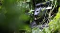 Gorille dans la forêt d'Ouganda. Plusieurs espèces animales, dont des gorilles en Afrique et des tigres au Bangladesh, sont menacées d'extinction si l'on ne corrige pas l'impact des changements climatiques et des climats extrêmes sur leurs habitats, prévi