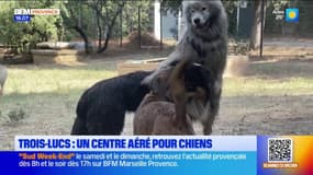Marseille: à Trois-Lucs, ce centre aéré n'accueille que des chiens
