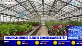 Sécheresse en Provence: les horticulteurs contraints de s'adapter