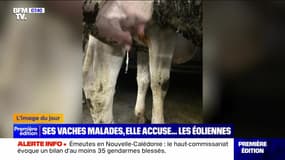 L'image du jour : Ses vaches malades, elle accuse... les éoliennes - 14/05