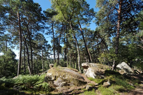 Fontainebleau Fontainebleau