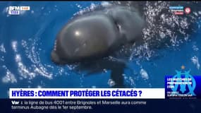 Hyères: comment protéger les cétacés de la mer Méditerranée? 