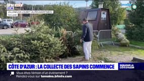 Côte d'Azur: la collecte des sapins de Noël commence