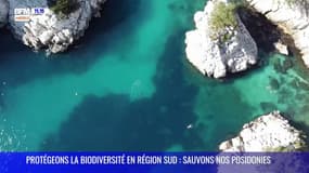 Protégeons notre biodiversité en Région Sud : sauvons nos posidonies