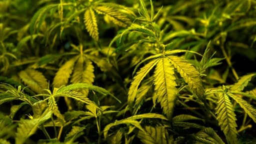 "Un peu d'herbe gratuite vaut-il un séjour en prison?", a demandé la police