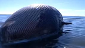 La baleine échouée sur une plage de Camargue mesure 15 mètres de long et pèse plus de 20 tonnes.