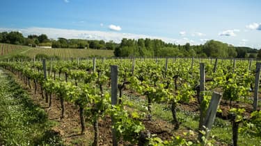 La plate-forme gère le financement de la rénovation d'un château en appellation Lussac Saint Emilion, en partenariat avec La Française Group