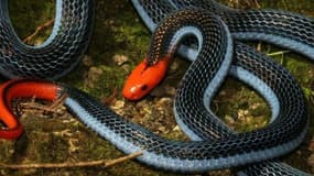 Le serpent corail bleu possède un venin très dangereux