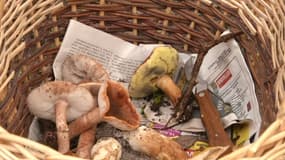 Conseils de spécialistes ! Ces champignons dont vous devez vous méfier en forêt 