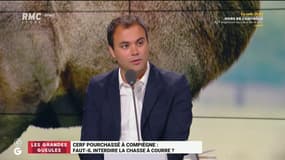 Cerf pourchassé : Pour Charles Consigny, la chasse est « primaire et inutile »