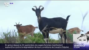 Dans les Bouches-du-Rhône, des chèvres sauvages, échapées de troupeaux, sèment la pagaille