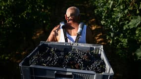 Un porteur transporte des grappes de raisin dans sa hotte pendant les vendanges des vignes du Château de Sours, à Saint-Quentin-de-Baron, en Gironde, le 22 août 2023