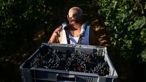 Un porteur transporte des grappes de raisin (illustration). 