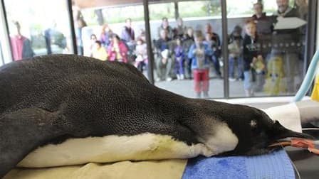 Le manchot empereur "Happy Feet" au zoo de Wellington à la fin du mois de juin. Ce manchot qui s'était échoué en juin sur une plage néo-zélandaise va être ramené chez lui - soit dans les eaux subantarctiques, à 4.000 km de là - à bord d'un navire de reche