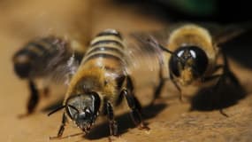La commission européenne a décidé lundi de suspendre à titre provisoire l'utilisation de trois pesticides largement utilisés dans le monde et liés au déclin des abeilles. /Photo d'archives/REUTERS/Stéphane Mahé