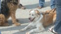 Des chiens tenus en laisse (Photo d'illustration)