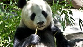 La fabrication de papier à partir du bambou nécessite d'en éliminer le fructose afin d'extraire les fibres: une étape qui intervient naturellement dans l'appareil digestif du panda