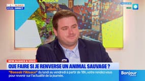 BFM Alsace et vous: que faire si l'on renverse un animal sauvage?