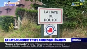 C beau chez nous: à la découverte de la commune de La Haye-de-Routot et ses arbres millénaires