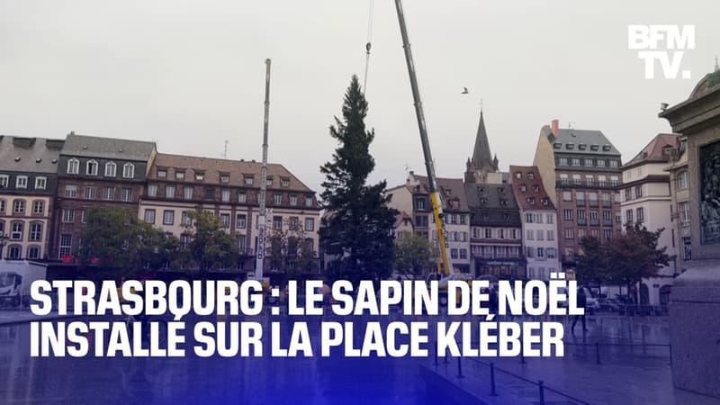 Le sapin de Noël de Strasbourg est arrivé sur la place Kléber
